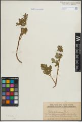Foto von Salix hastata L.
